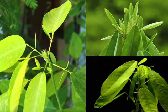 Bí ẩn loài cây của Việt Nam hễ nghe thấy nhạc là tự nhảy múa, nhiều người chưa từng thấy