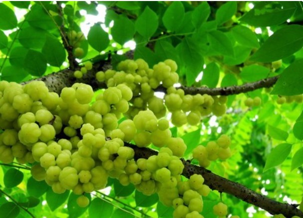 Thứ quả dại có lượng vitamin C cao như cam, trước rụng đầy gốc chả ai ăn, nay bỗng chốc hot, giá 50.000 đồng/kg