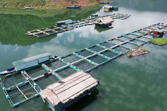 Ngắm khu nuôi 'cá đặc sản' trên hồ nước ngọt lớn nhất Thanh Hóa