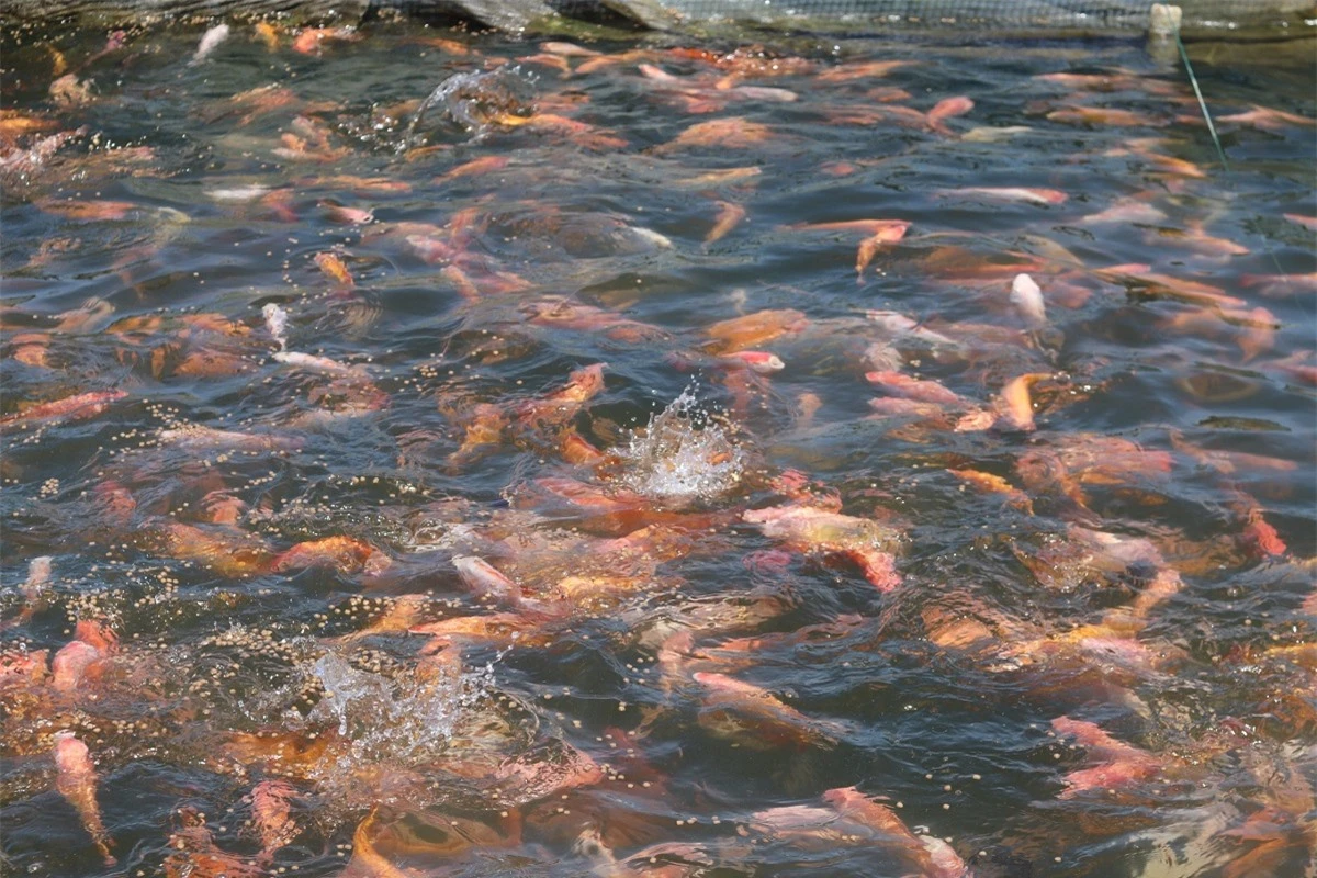 Ngắm khu nuôi cá đặc sản trên hồ nước ngọt lớn nhất Thanh Hóa - Ảnh 10.