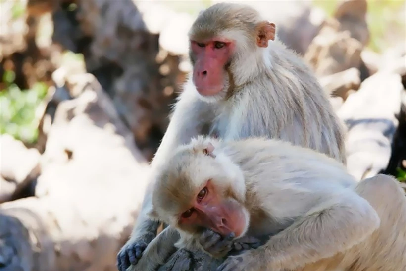 Hành vi quan hệ tình dục đồng giới phổ biến ở loài khỉ trên đảo Cayo Santiago.