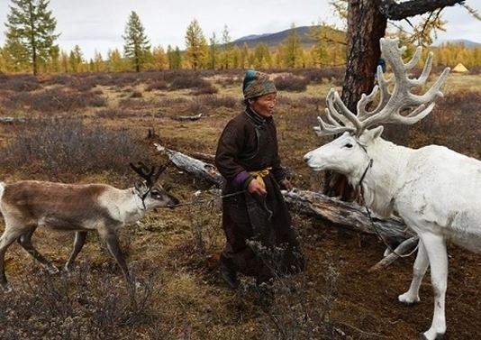 Bộ tộc chăn tuần lộc cuối cùng của Mông Cổ