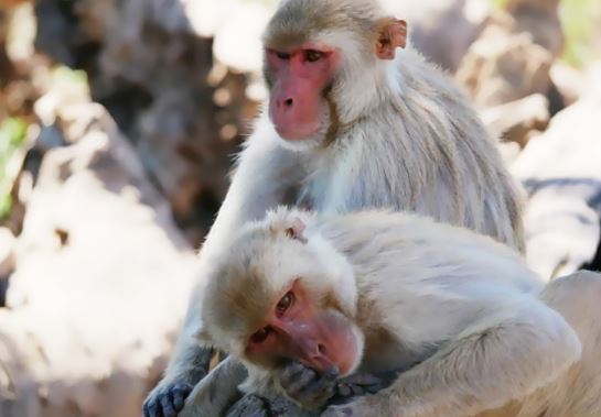 Nghiên cứu khỉ đồng tính trên đảo nhỏ