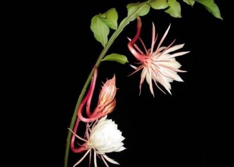 Những loại cây dụ rắn về không nên trồng quanh nhà