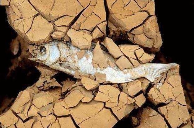 Con cá 'khỏe' nhất thế giới chết trên sa mạc trong vài năm, và sống lại ngay khi gặp nước