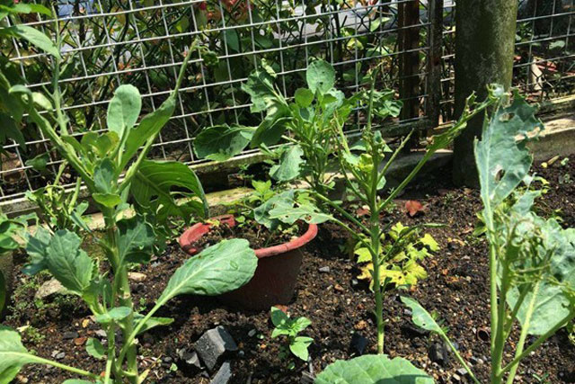 Mẹo diệt sạch sâu bệnh cho rau chỉ với tỏi và vỏ trứng cực kỳ hiệu quả