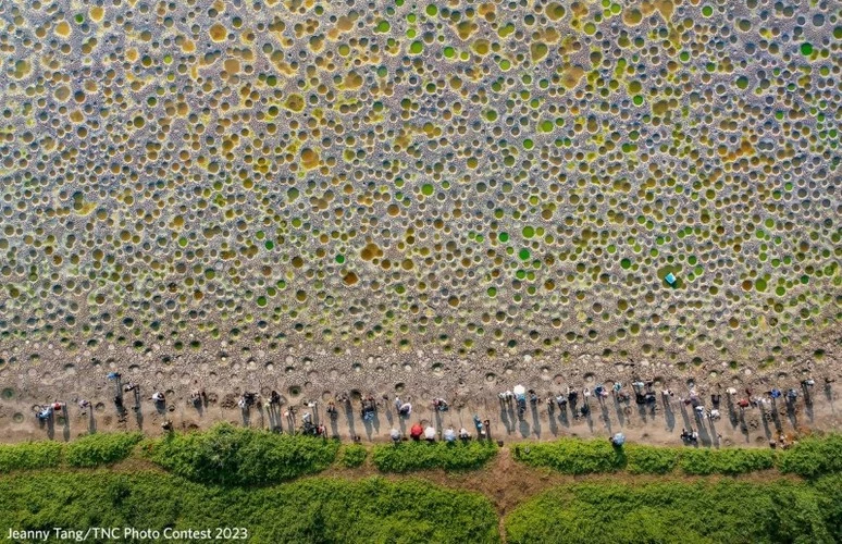 Một cái ao khô ở Hồng Kông, do nhiếp ảnh gia Jeanny Tang chụp, cho thấy những cái hố đầy màu sắc do cá đào để sinh sản.
