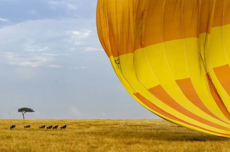 Michael Hegyi chụp những chú linh dương đầu bò xanh hoang dã khi khinh khí cầu hạ cánh ở Công viên quốc gia Maasai Mara, Kenya.