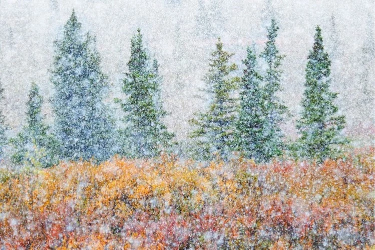 Giành vị trí đầu tiên trong hạng mục Đất đai, bức ảnh này Alessandro Carboni​ mô tả sự kết hợp giữa màu sắc mùa thu với trận tuyết đầu mùa.