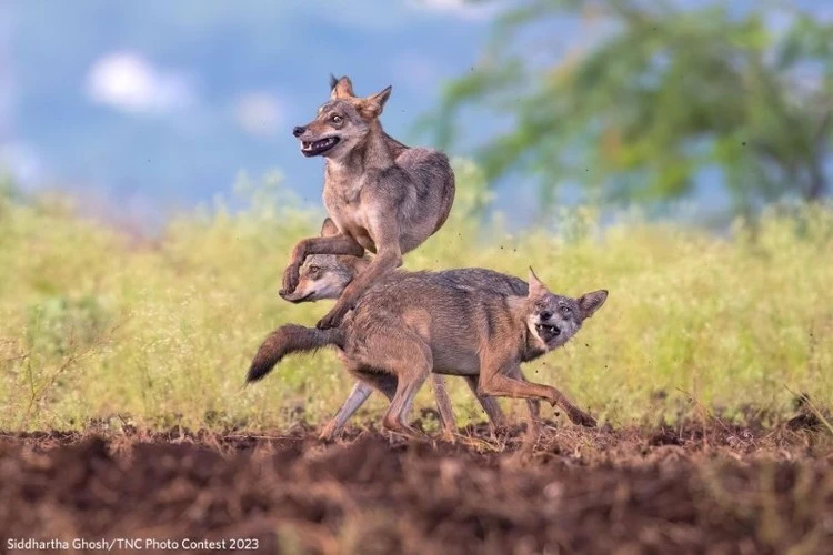 Người đoạt giải Động vật có vú Siddhartha Ghosh đã chụp được bức ảnh này về bộ 3 con sói đang chơi đùa và nhảy lên không trung.