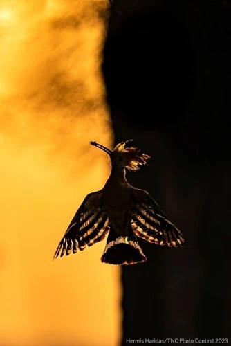 Hình bóng hoàng hôn của chú chim đầu rìu này do Hermis Haridas chụp.