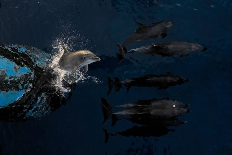 Người chiến thắng hạng mục Đại dương Estebane Rezkallah đã chụp ảnh những chú cá heo đang chơi đùa trên sóng.