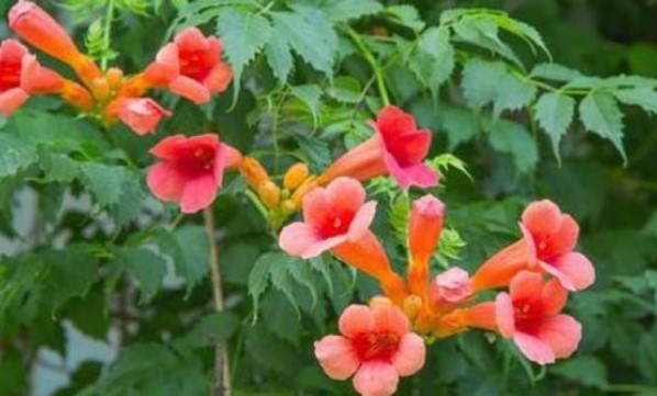 Người ưa sạch sẽ khuyên bạn không nên trồng 3 loại 'hoa bẩn', chúng đặc biệt hút bọ