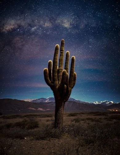 Ở tỉnh Salta, Argentina, Jose Pereyra Lucena tình cờ nhìn thấy cây xương rồng trông giống như một bàn tay vươn lên bầu trời đêm.