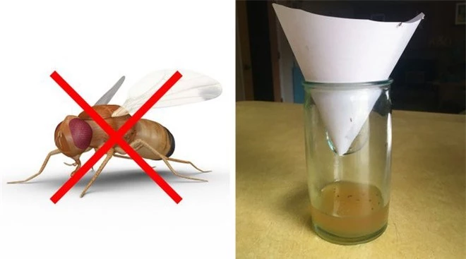 Mẹo vặt giúp diệt trừ 10 loại côn trùng nguy hiểm này trong nhà - Ảnh 2.