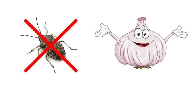 Mẹo vặt giúp diệt trừ 10 loại côn trùng nguy hiểm này trong nhà - Ảnh 9.