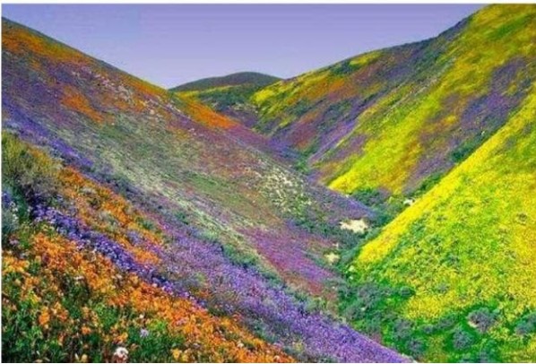 Sa mạc độc lạ nhất thế giới: Hoa đua nhau nở trong hai tháng