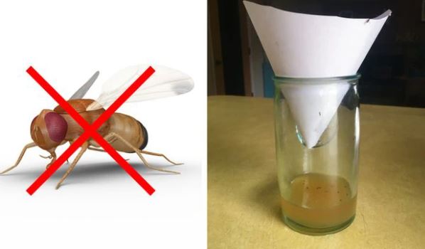 Mẹo vặt giúp diệt trừ 10 loại côn trùng nguy hiểm này trong nhà