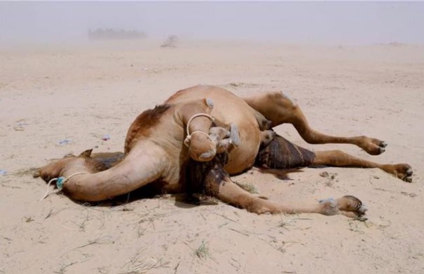 Tại sao phải cẩn thận với xác lạc đà trong sa mạc? Các nhà khoa học: nó tương đương với 'vũ khí sinh hóa'