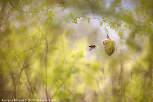 Giành giải nhất ở hạng mục Chim, bức ảnh này của Grzegorz Długosz cho thấy một con chim sẻ con đang bay.