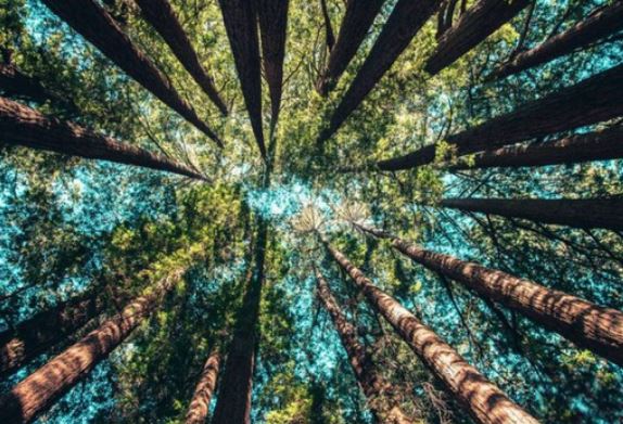 10 hình xăm mệnh Mộc ý nghĩa các chàng trai nên chú ý