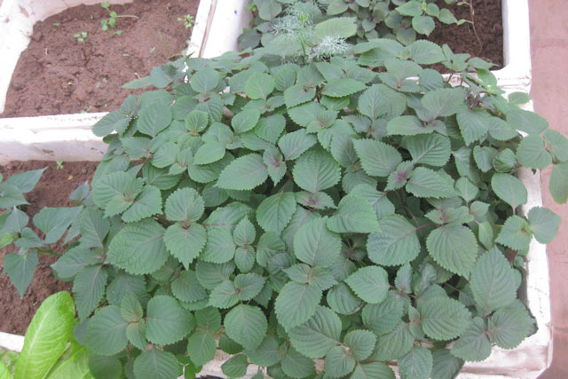 Các loại lá cây giúp đuổi gián trong nhà