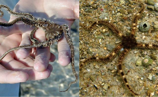 Khám phá loài vật không đầu, không não những vẫn có thể học hỏi, đến các nhà khoa học cũng 'bó tay' không biết vì sao