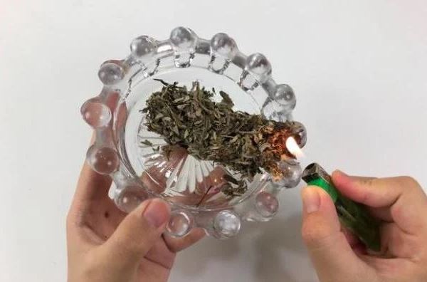 Muỗi rất sợ loại lá này, đặt một nắm trong phòng, không con nào dám vo ve, cả nhà yên tâm ngủ ngon