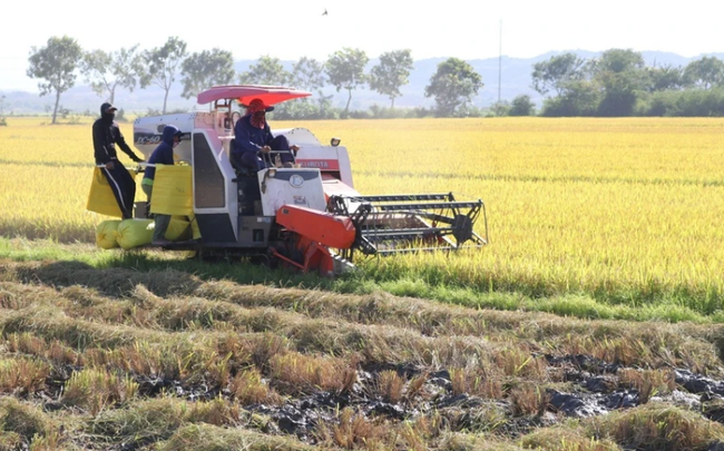 Giá phân bón biến động không theo quy luật mùa