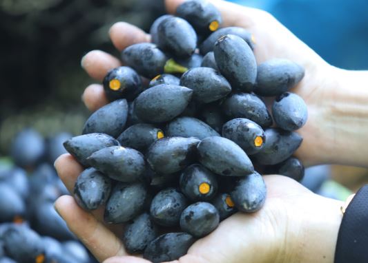 Quả trám là quả gì và có phải 'thuốc thần' chữa ho như lời đồn?