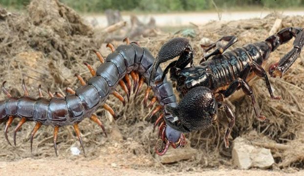 Clip: Bọ cạp hoàng đế châu Phi đối đầu rết khổng lồ Úc, chiến thắng thuộc về loài có độc mạnh hơn