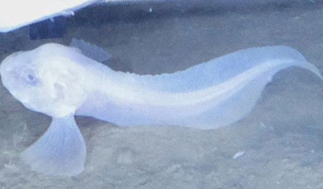 Loài cá kỳ lạ ở độ sâu 8.000 mét dưới đáy đại dương, cơ thể chúng sẽ tan chảy ngay khi lên mặt biển