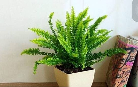 4 loại 'thảo mộc hút khí độc' này rất phù hợp cho căn bếp của bạn! Hút hết khói và giúp bạn nấu ăn với tâm trạng thoải mái