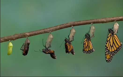 Clip: Chuyện gì xảy ra bên trong nhộng côn trùng, làm sao chúng có được đôi cánh để bay