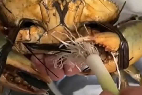 Clip: Gia chủ khoe 'bộ dao' độc lạ dùng để cắt rễ hành khiến ai xem cũng phải bái phục