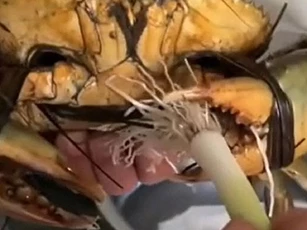 Clip: Gia chủ khoe 'bộ dao' độc lạ dùng để cắt rễ hành khiến ai xem cũng phải bái phục