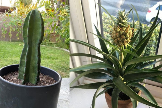 8 loại cây có 'siêu năng lực' chữa bệnh, mang lại sự giàu có theo phong thủy mà bạn nên trồng trong nhà