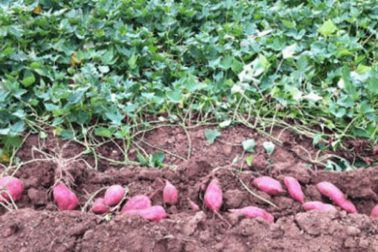 Vì sao khoai mới đào ăn không ngọt, mà phải để vài ngày ăn mới ngọt?