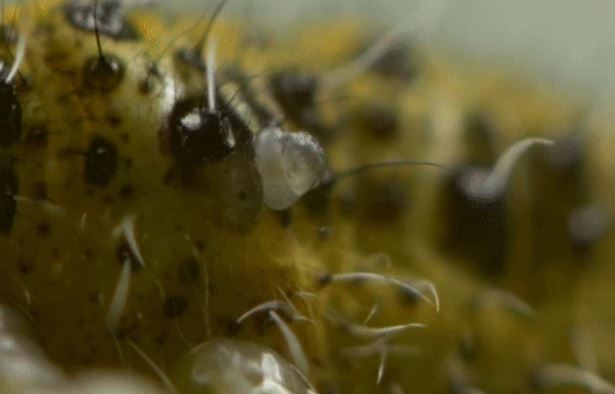 Clip: Gieo gió gặt bão, sâu bướm đục khoét lá cây và kết cục bị loài ong này đục khoét từ bên trong