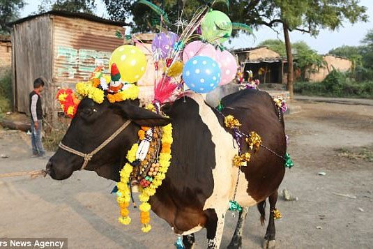 Lễ hội độc lạ: Dù bị thương vẫn để bò dẫm lên lưng cho... thêm phần may mắn