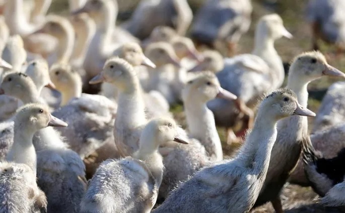 Chủ động ngăn chặn bệnh cúm gia cầm xâm nhập vào Việt Nam, lây nhiễm sang người