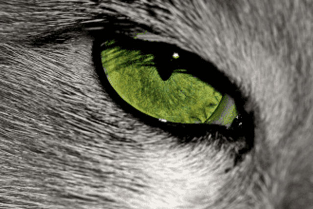Tại sao mắt mèo phát sáng trong bóng tối?