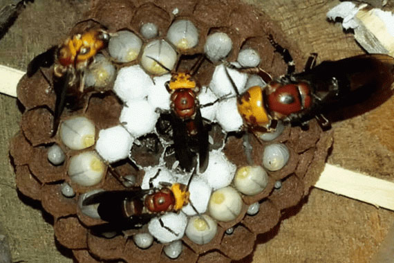 Cũng là ong rừng, tại sao ong vò vẽ lại hung dữ, mà ong mật lại rất dễ thuần phục?