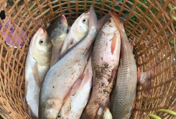 Lưu Bá Ôn trước khi chết đã tặng cho Chu Nguyên Chương một rổ cá, hoàng đế này tới lúc chết cũng không hiểu được dụng ý của ông