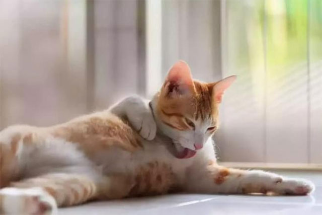 Mèo 'liếm lông' 800 lần mỗi ngày. Tại sao mèo lại thích liếm lông đến vậy?