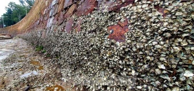 Phát hiện loài hà biển kỳ lạ ăn đá thải ra cát 4