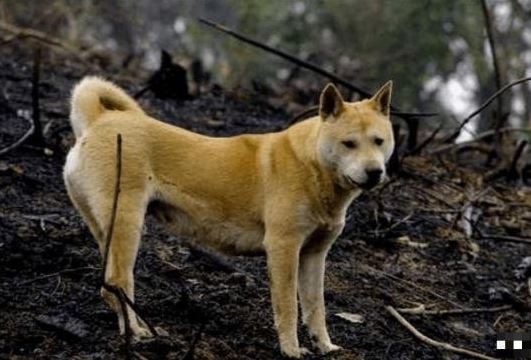 Ở quê có một câu nói xưa: 'Không sợ ma khóc, chỉ sợ chó hú', câu này có ý nghĩa gì?