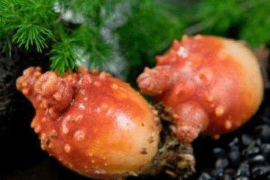 Loài động vật 'ngu ngốc' nhất thế giới lớn lên và ăn não của chính mình, biến thành thực vật và tiếp tục sống