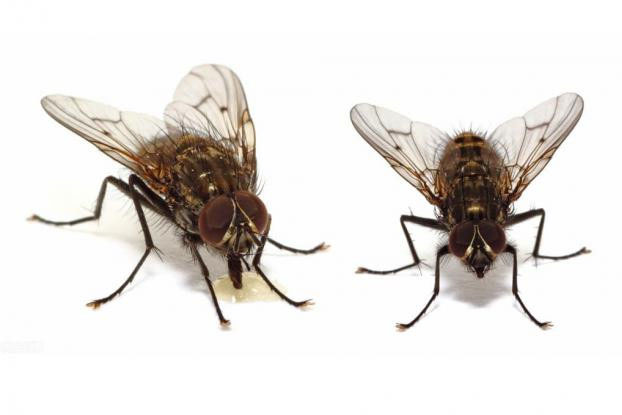 Ruồi không hút máu hay ăn thịt, vậy tại sao chúng luôn thích bò lổm ngổm trên người?