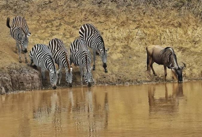 
Tại sao con người phải lọc nước còn động vật thì có thể uống nước trực tiếp từ sông, hồ?